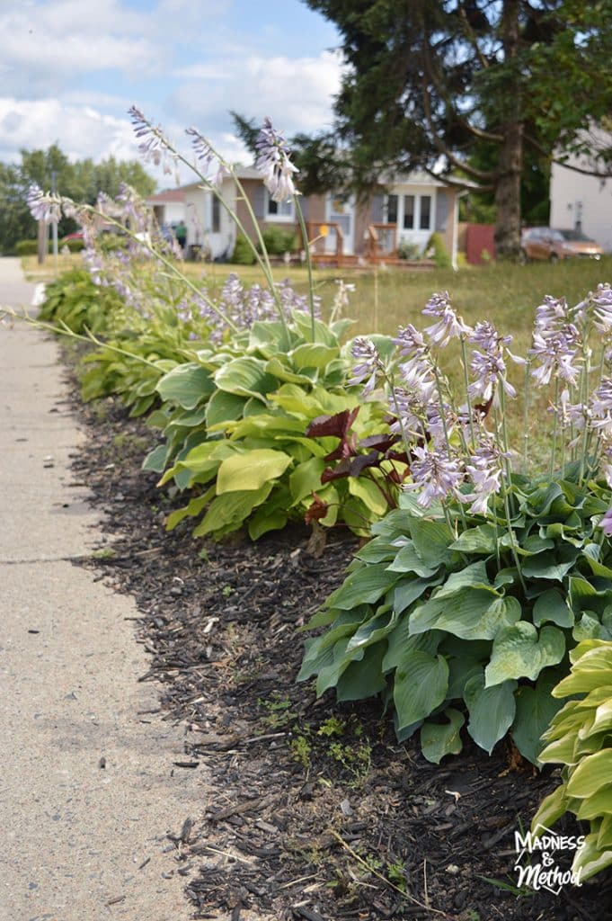 hosting with black mulch