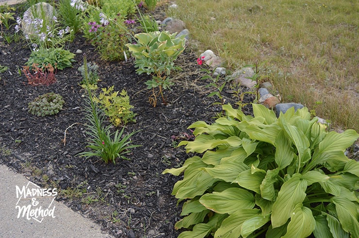 black mulch and plants