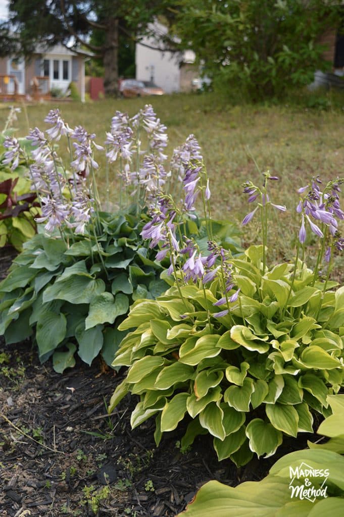 hostas with flowers