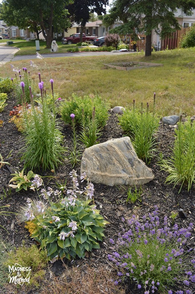 flower garden and big rock
