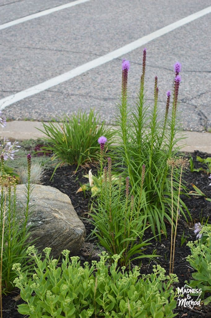 native flowers