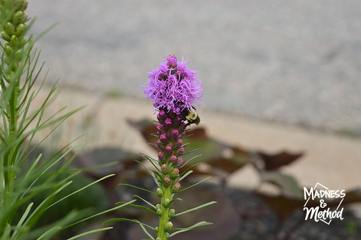 bee on flower