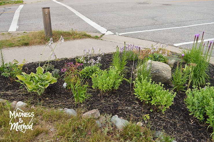 different perennials in garden