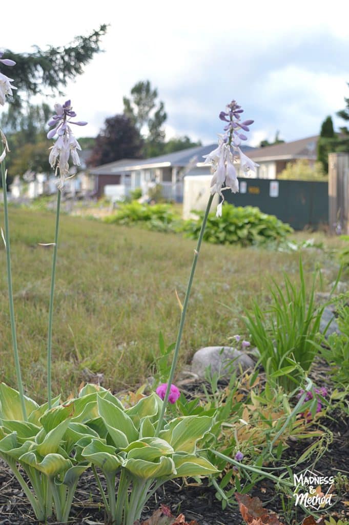 hosta flowers