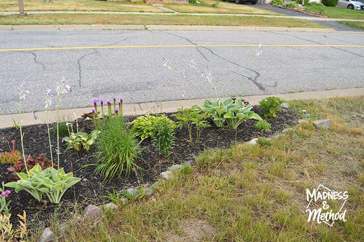 perennial garden