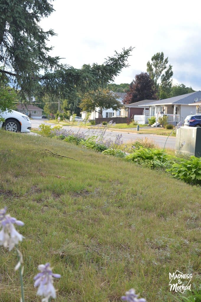 wide yard landscaping