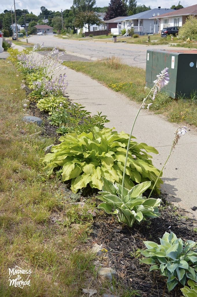 hostas in border garden
