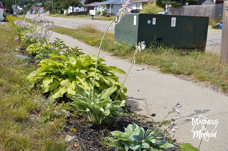 sidewalk garden with hostas