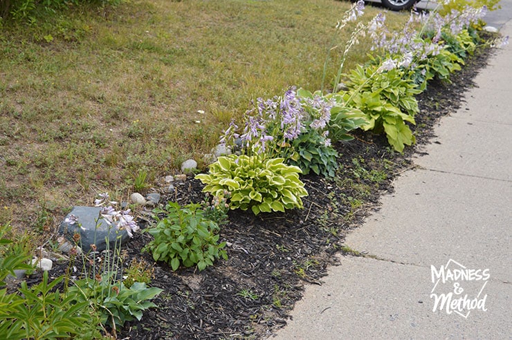 long row of hostas in garden