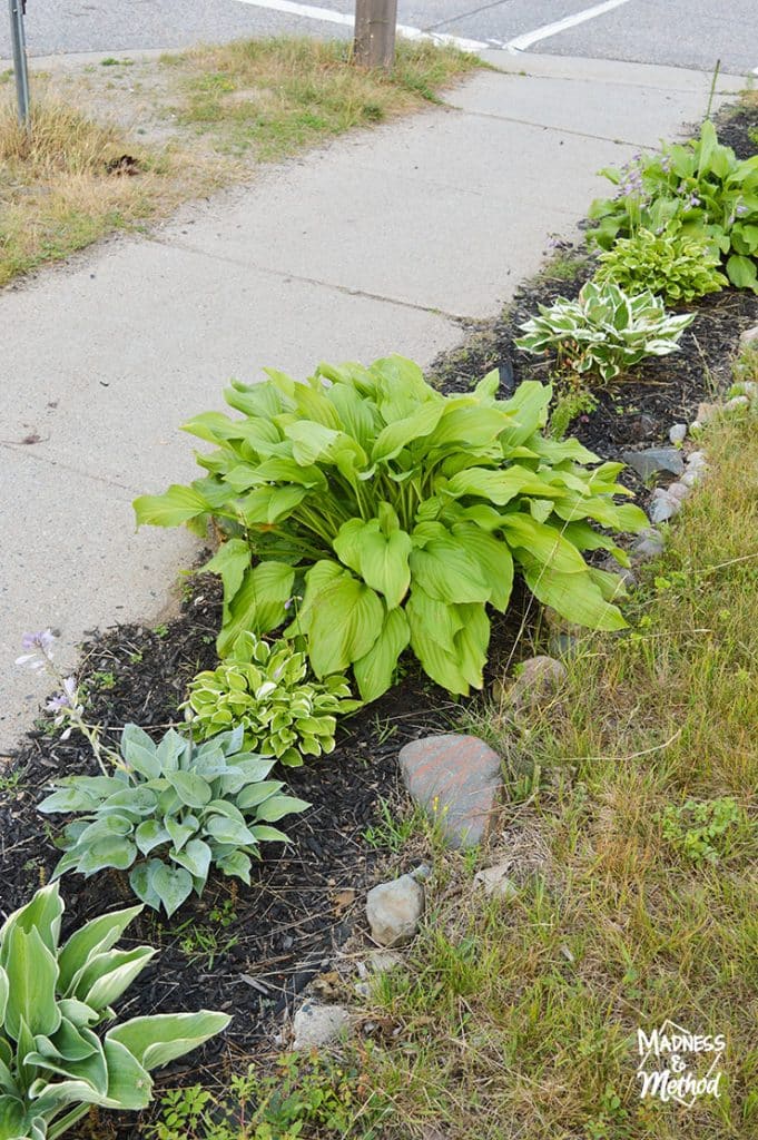 wide hosta