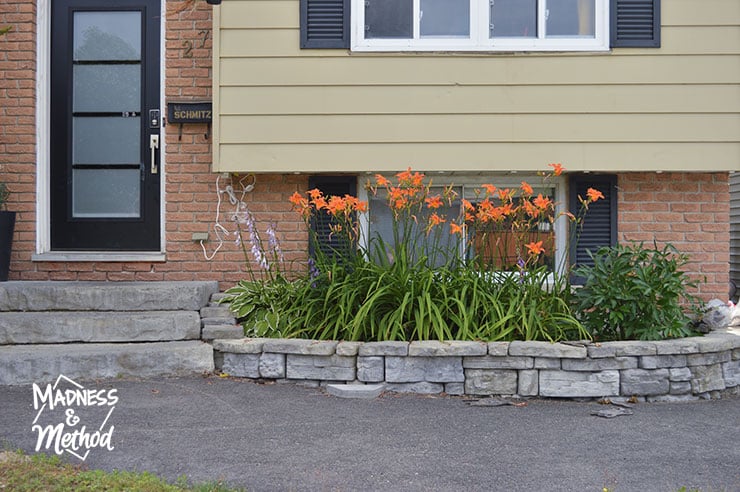 orange day lillies