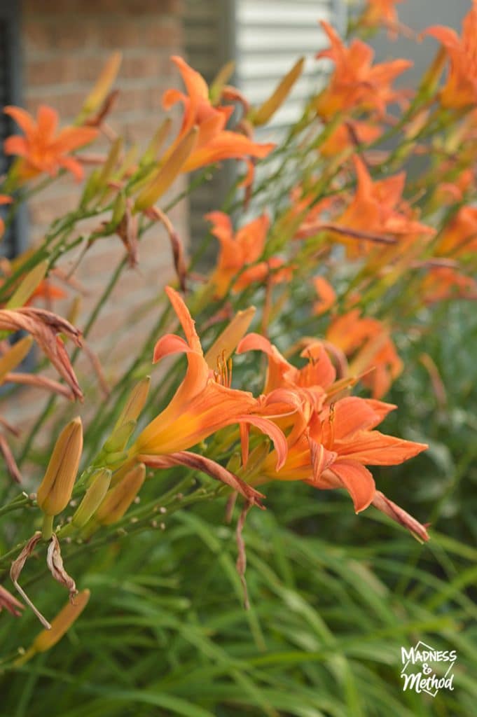 orange day lillies closeup