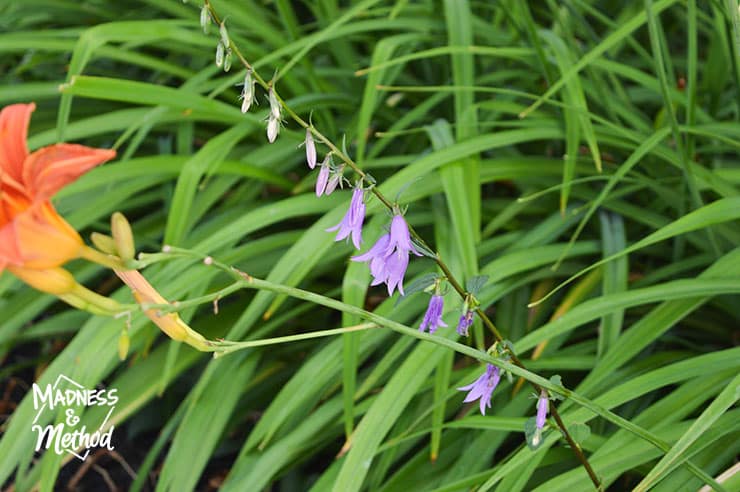 purple bell flowers