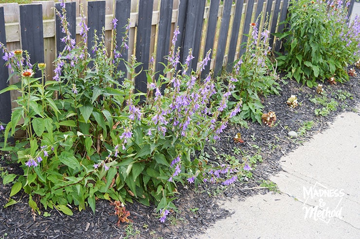 purple bell flowers