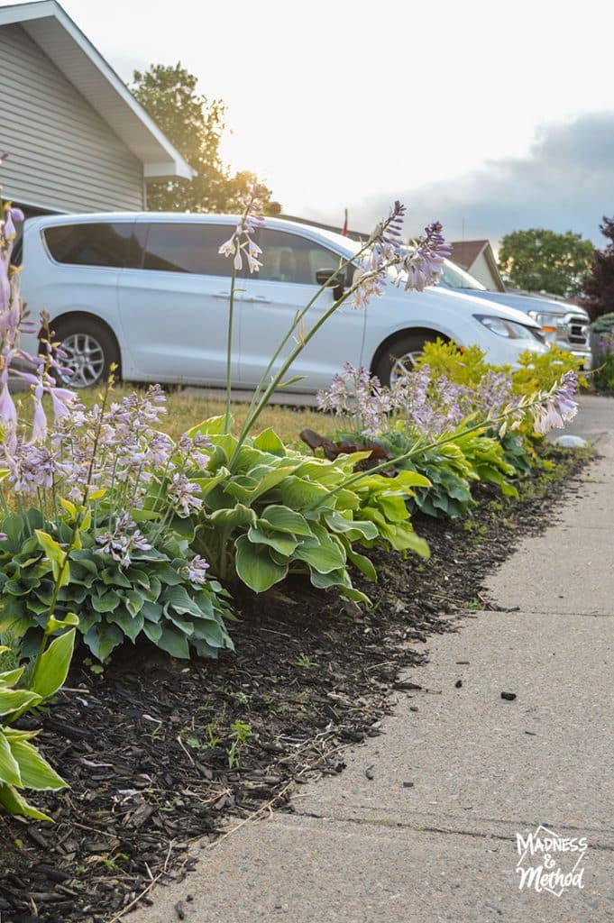 landscaping next to driveway