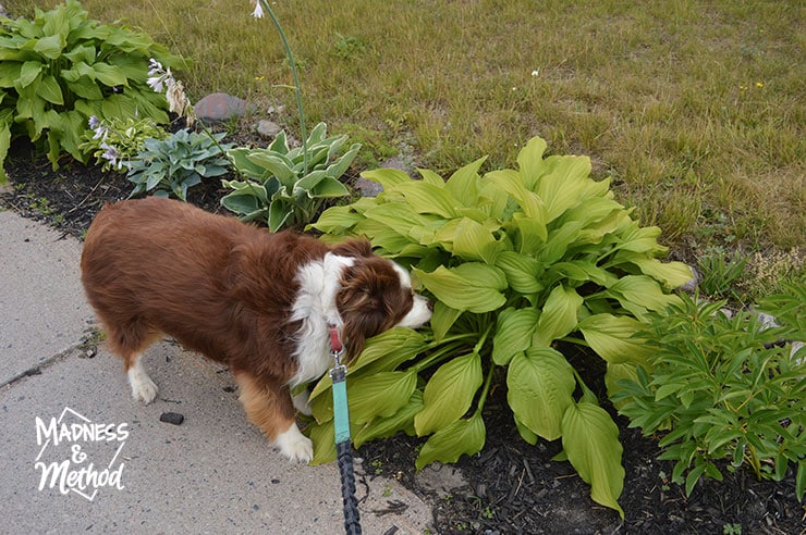 tootsie next to hosta