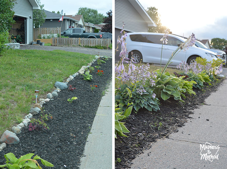 flower garden before and five years later